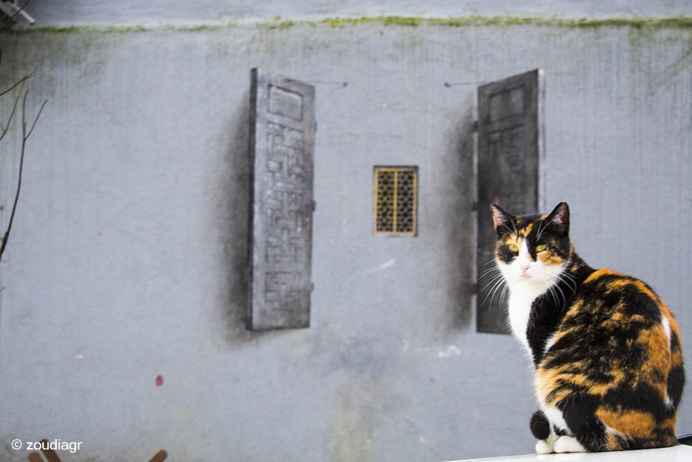 Kuzguncuk cat Istanbul cat